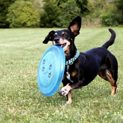 ਫਰਿਸ਼ੀਆਂ